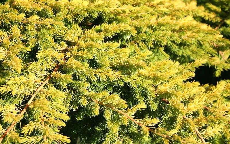 All Gold Golden Pacific Juniper - 3 Gallon Pot 8 All Gold Golden Pacific Juniper - 3 Gallon Pot - Image 6