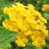 New Gold Hardy Lantana - 5 Pack Of Quart Pots 1 New Gold Hardy Lantana - 5 Pack Of Quart Pots -Exquisite Plants Lantana New Gold 13 2