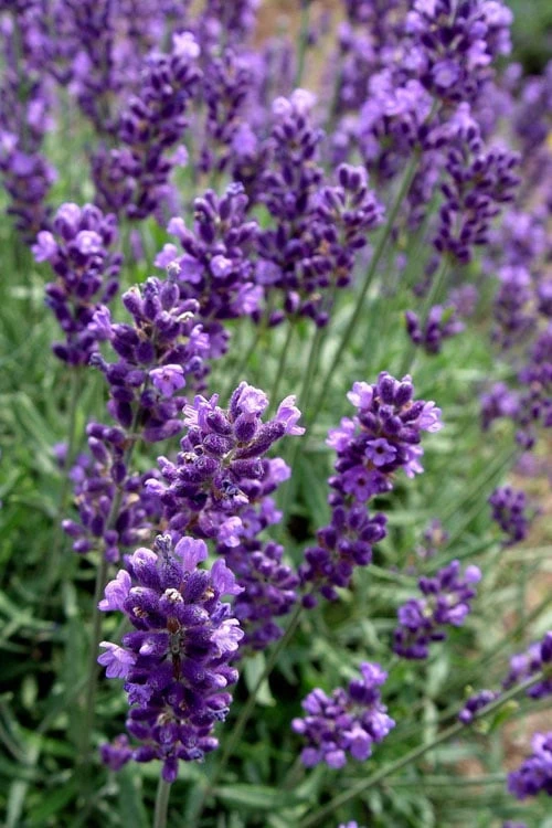 Hidcote Blue English Lavender - 6 Pack Of Pint Pots 3 Hidcote Blue English Lavender - 6 Pack Of Pint Pots