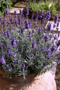 Hidcote Blue English Lavender - 6 Pack Of Pint Pots 10 Hidcote Blue English Lavender - 6 Pack Of Pint Pots -Exquisite Plants Lavender Hidcote 3