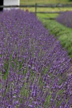 Phenomenal Lavender - 5 Pack Of Quart Pots -Exquisite Plants Lavender Phenomenal 11 1