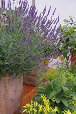Phenomenal Lavender - 5 Pack Of Quart Pots -Exquisite Plants Lavender Phenomenal 12 1