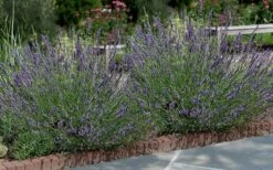 Phenomenal Lavender - 5 Pack Of Quart Pots -Exquisite Plants Lavender Phenomenal 13 1