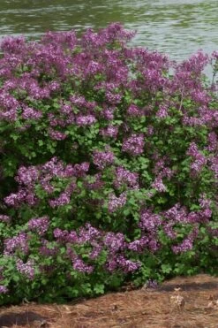 Bloomerang Dark Purple Lilac - 5 Pack Of Quart Pots -Exquisite Plants Lilac Bloomerang Dark Purple 11