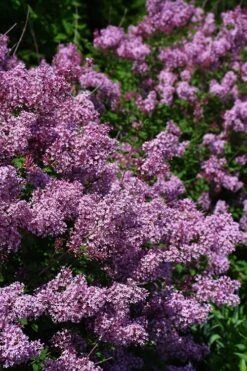 Bloomerang Dwarf Purple Lilac - 2 Gallon Pot -Exquisite Plants Lilac Bloomerang Dwarf Purple 2