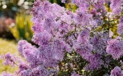 Bloomerang Dwarf Purple Lilac - 2 Gallon Pot -Exquisite Plants Lilac Bloomerang Dwarf Purple 3