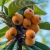 Loquat Tree - Eriobotrya Japonica - 5 Gallon Pot -Exquisite Plants Loquat 10 1