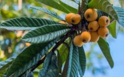 Loquat Tree - Eriobotrya Japonica - 5 Gallon Pot 12 Loquat Tree - Eriobotrya Japonica - 5 Gallon Pot -Exquisite Plants Loquat 12 1