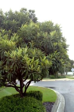 Loquat Tree - Eriobotrya Japonica - 5 Gallon Pot 11 Loquat Tree - Eriobotrya Japonica - 5 Gallon Pot -Exquisite Plants Loquat Tree 500x750 2