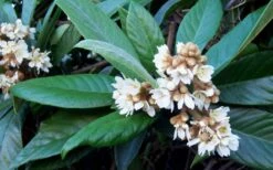 Loquat Tree - Eriobotrya Japonica - 5 Gallon Pot 13 Loquat Tree - Eriobotrya Japonica - 5 Gallon Pot -Exquisite Plants Loquat Tree Flowers 1