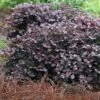 Purple Pixie Loropetalum - 2.5 Quart Pot -Exquisite Plants Loropetalum Purple Pixie 105