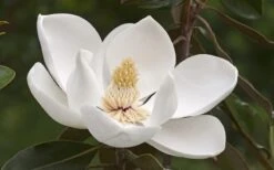Alta Southern Magnolia - 3 Gallon Pot -Exquisite Plants Magnolia Alta 2
