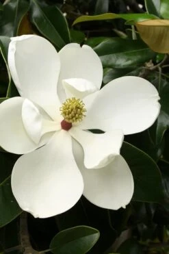 Little Gem Dwarf Southern Magnolia - 1 Gallon Pot