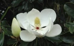Little Gem Dwarf Southern Magnolia - 1 Gallon Pot -Exquisite Plants Magnolia Little Gem Bloom 2