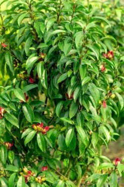 Stellar Ruby Magnolia X Figo - Banana Shrub Hybrid - 7 Gallon Pot (2-3') 11 Stellar Ruby Magnolia X Figo - Banana Shrub Hybrid - 7 Gallon Pot (2-3') -Exquisite Plants Magnolia Stellar Ruby 4 1