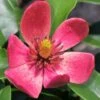 Stellar Ruby Magnolia X Figo (Banana Shrub Hybrid) - 7 Gallon Pot (4-5') -Exquisite Plants Magnolia Stellar Ruby 5