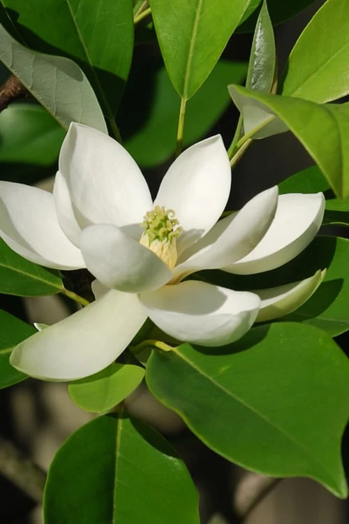 Southern Sweet Bay Swamp Magnolia (M.v. Australis) - 7 Gallon Pot (5-6') 9 Southern Sweet Bay Swamp Magnolia (M.v. Australis) - 7 Gallon Pot (5-6') - Image 7