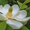 Southern Sweet Bay Swamp Magnolia (M.v. Australis) - 7 Gallon Pot (5-6') 2 Southern Sweet Bay Swamp Magnolia (M.v. Australis) - 7 Gallon Pot (5-6') -Exquisite Plants Magnolia Sweet Bay 101 1