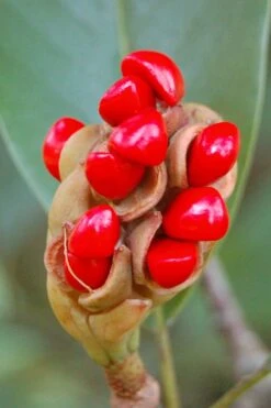 Southern Sweet Bay Swamp Magnolia (M.v. Australis) - 7 Gallon Pot (5-6') 14 Southern Sweet Bay Swamp Magnolia (M.v. Australis) - 7 Gallon Pot (5-6') -Exquisite Plants Magnolia Sweet Bay 14 1