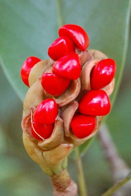 Southern Sweet Bay Swamp Magnolia (M.v. Australis) - 7 Gallon Pot (5-6') 8 Southern Sweet Bay Swamp Magnolia (M.v. Australis) - 7 Gallon Pot (5-6') - Image 6
