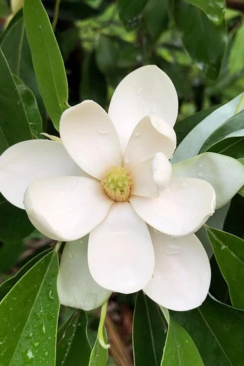 Northern Belle Sweetbay Magnolia Tree - Magnolia Virginiana - 3 Gallon Pot 2 Northern Belle Sweetbay Magnolia Tree - Magnolia Virginiana - 3 Gallon Pot