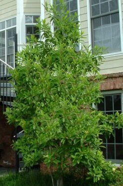 Northern Belle Sweetbay Magnolia Tree - Magnolia Virginiana - 3 Gallon Pot 10 Northern Belle Sweetbay Magnolia Tree - Magnolia Virginiana - 3 Gallon Pot -Exquisite Plants Magnolia Sweetbay Northern Belle 2