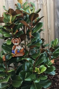 Teddy Bear Dwarf Southern Magnolia - 3 Gallon Pot -Exquisite Plants Magnolia Teddy Bear 4