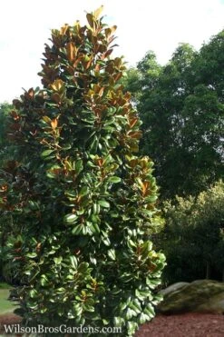 Teddy Bear Dwarf Southern Magnolia - 3 Gallon Pot -Exquisite Plants Magnolia Teddy Bear 5