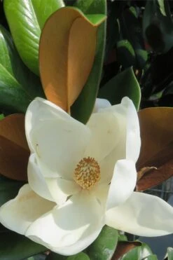 Teddy Bear Dwarf Southern Magnolia - 3 Gallon Pot -Exquisite Plants Magnolia Teddy Bear 7