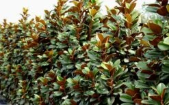 Teddy Bear Dwarf Southern Magnolia - 3 Gallon Pot -Exquisite Plants Magnolia Teddy Bear 8
