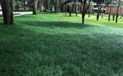 Tall Mondo Grass - 6 Pack Of 1 Gallon Pots - ON SALE! -Exquisite Plants Mondo Grass 21