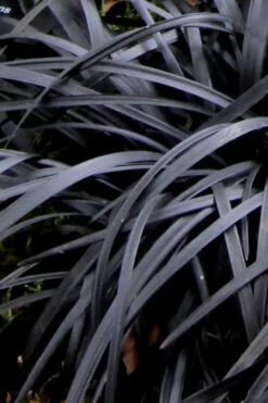 Black Mondo Grass (Ophiopogon Planiscapus 'Nigrescens') - 6 Pack Of Pint Pots 15 Black Mondo Grass (Ophiopogon Planiscapus 'Nigrescens') - 6 Pack Of Pint Pots -Exquisite Plants Mondo Grass Black 10