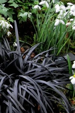 Black Mondo Grass (Ophiopogon Planiscapus 'Nigrescens') - 6 Pack Of Pint Pots 14 Black Mondo Grass (Ophiopogon Planiscapus 'Nigrescens') - 6 Pack Of Pint Pots -Exquisite Plants Mondo Grass Black 11