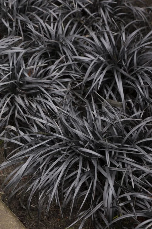 Black Mondo Grass (Ophiopogon Planiscapus 'Nigrescens') - 6 Pack Of Pint Pots 3 Black Mondo Grass (Ophiopogon Planiscapus 'Nigrescens') - 6 Pack Of Pint Pots