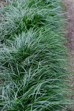Tall Mondo Grass - 6 Pack Of 1 Gallon Pots - ON SALE! -Exquisite Plants Mondo Grass Black 23