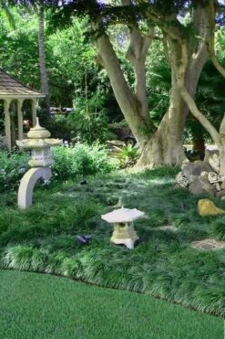 Tall Mondo Grass - 6 Pack Of 1 Gallon Pots - ON SALE! -Exquisite Plants Mondo Grass Black 25