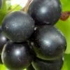 Cowart Black Muscadine Grape Vine - 1 Gallon Pot -Exquisite Plants Muscadine Cowart 1