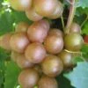 Fry Bronze Muscadine Grape Vine - 1 Gallon Pot -Exquisite Plants Muscadine Fry 1
