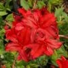 Augies Red Aromi Azalea (Rhododendron Hybrid) - 3 Gallon Pot 1 Augies Red Aromi Azalea (Rhododendron Hybrid) - 3 Gallon Pot -Exquisite Plants Native Azalea Augies Red 3