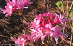 Candy Striper Native Azalea - Rhododendron Canescens - 3 Gallon Pot 10 Candy Striper Native Azalea - Rhododendron Canescens - 3 Gallon Pot -Exquisite Plants Native Azalea Candy Striper 1