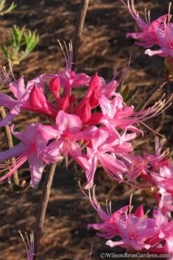 Candy Striper Native Azalea - Rhododendron Canescens - 3 Gallon Pot 11 Candy Striper Native Azalea - Rhododendron Canescens - 3 Gallon Pot -Exquisite Plants Native Azalea Candy Striper 2