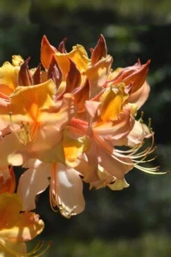Dancing Rabbit Aromi Azalea (Rhododendron Hybrid) - 3 Gallon Pot -Exquisite Plants Native Azalea Dancing Rabbit 2