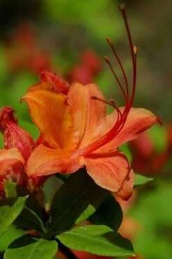 Flame Azalea (Rhododendron Calendulaceum) - 3 Gallon Pot -Exquisite Plants Native Azalea Flame 1