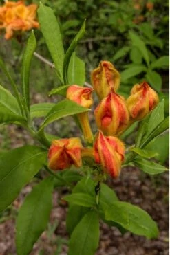 Flame Azalea (Rhododendron Calendulaceum) - 3 Gallon Pot -Exquisite Plants Native Azalea Flame 14