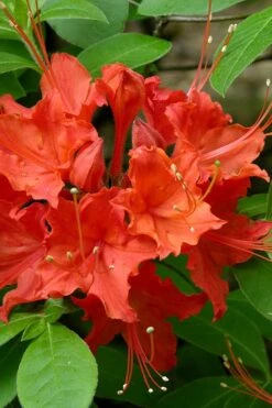Flame Azalea (Rhododendron Calendulaceum) - 3 Gallon Pot -Exquisite Plants Native Azalea Flame 16