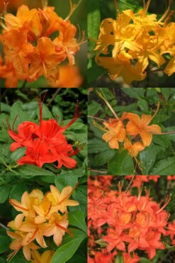 Flame Azalea (Rhododendron Calendulaceum) - 3 Gallon Pot -Exquisite Plants Native Azalea Flame 17