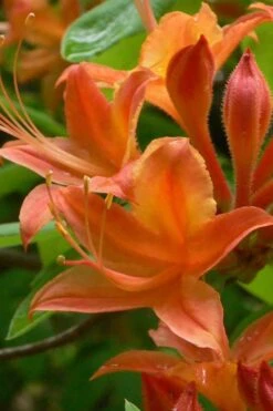 Flame Azalea (Rhododendron Calendulaceum) - 3 Gallon Pot -Exquisite Plants Native Azalea Flame 4