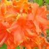 Frontier Gold Aromi Azalea (Rhododendron Hybrid) - 1 Gallon Pot 1 Frontier Gold Aromi Azalea (Rhododendron Hybrid) - 1 Gallon Pot -Exquisite Plants Native Azalea Frontier Gold 3
