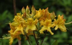 Jane's Gold Aromi Azalea (Rhododendron Hybrid) - 3 Gallon Pot 13 Jane's Gold Aromi Azalea (Rhododendron Hybrid) - 3 Gallon Pot -Exquisite Plants Native Azalea Janes Gold 1