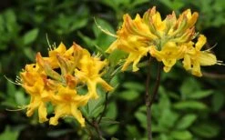 Jane's Gold Aromi Azalea (Rhododendron Hybrid) - 3 Gallon Pot 12 Jane's Gold Aromi Azalea (Rhododendron Hybrid) - 3 Gallon Pot -Exquisite Plants Native Azalea Janes Gold 3